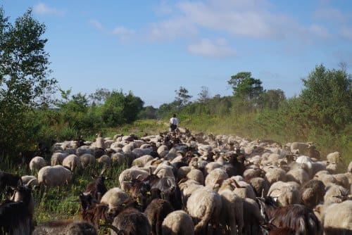 14e déplacement de la transhumance