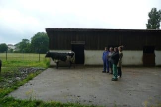 Arrivée d'une vache Bordelaise à Gradignan