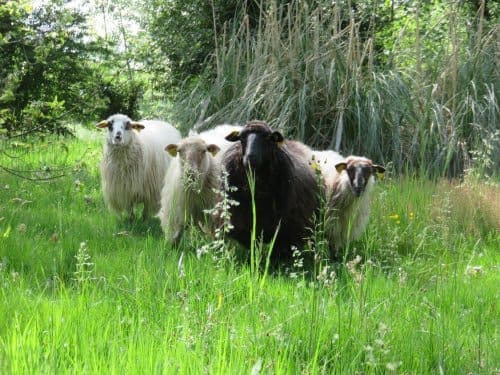 Arrivée de moutons landais sur le site de Bordeaux Sciences Agro