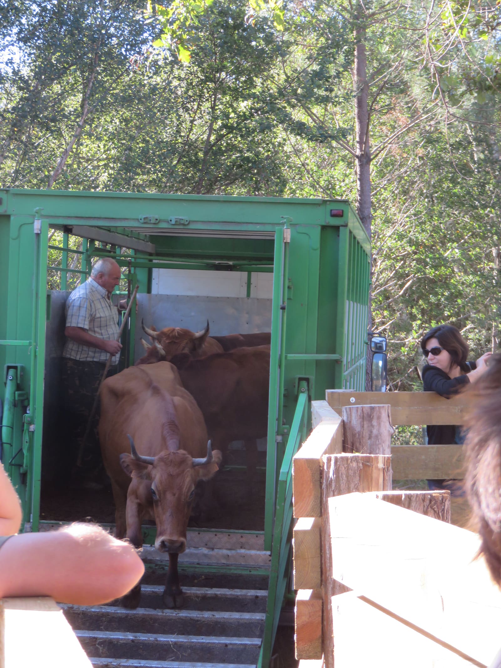 Arrivée des vaches Marines à Hourtin