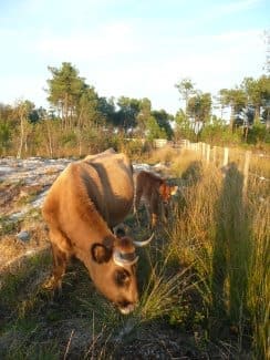 Arrivée des vaches marines à Avensan