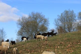 Conférence Ecopastoralisme