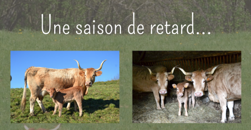 Des nouvelles des vaches Béarnaises...