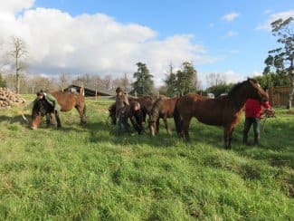 Des ponettes Landaises au parc cimetière d'Artigues