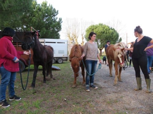Des Poneys Landais au château Luchey-Halde
