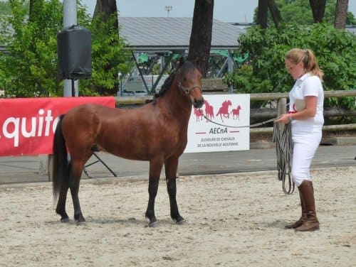 Des races locales à la Foire de Bordeaux