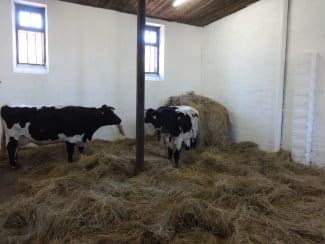 Des vaches Bordelaises au Château Palmer