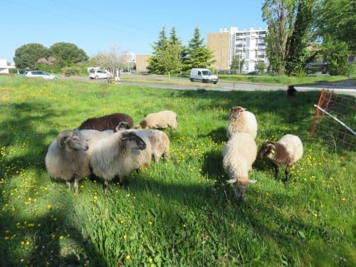 Entretien des espaces verts de Bordeaux Science Agro