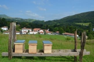 Euskal Erle Beltza, l'abeille noire du Pays Basque