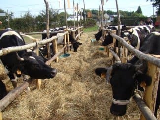 Fête de la vache Nantaise 12-14 septembre 2014, au Plessé (Loire atlantique)