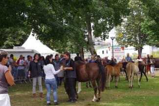 Hallelujah remporte la 1er place ex aequo