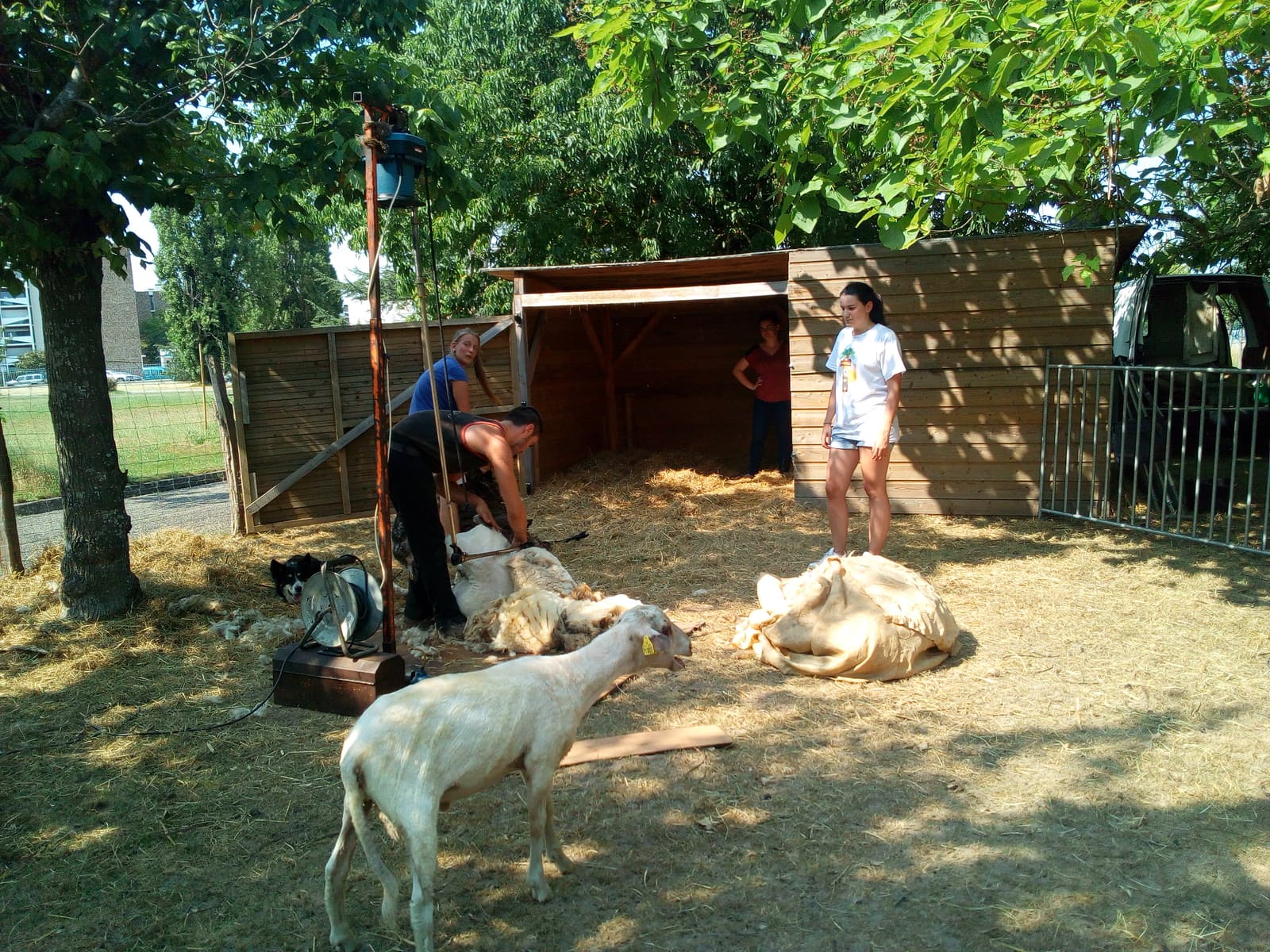 Coupe d'été pour les moutons de BSA