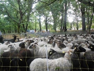 La tonte des moutons