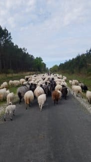 La Transhumance revient en 2020 !