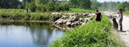 Transhumance à Andernos-les-Bains