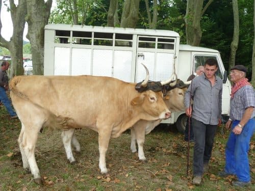 Le Comice de la Race Béarnaise à Lass, Pyrénées Atlantiques