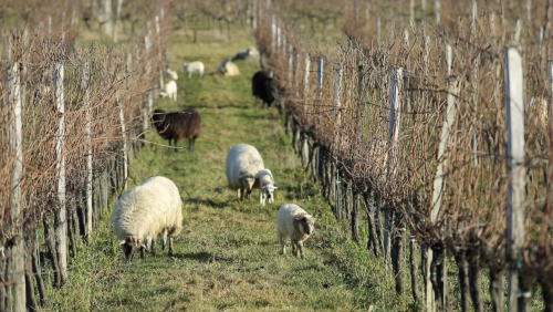 Le pastoralisme expliqué en 3 vidéos