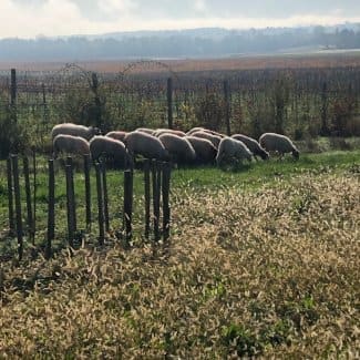 Le pâturage dans les vignes