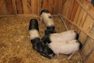 Le Salon de l'Agriculture de Bordeaux accueille les races en conservation