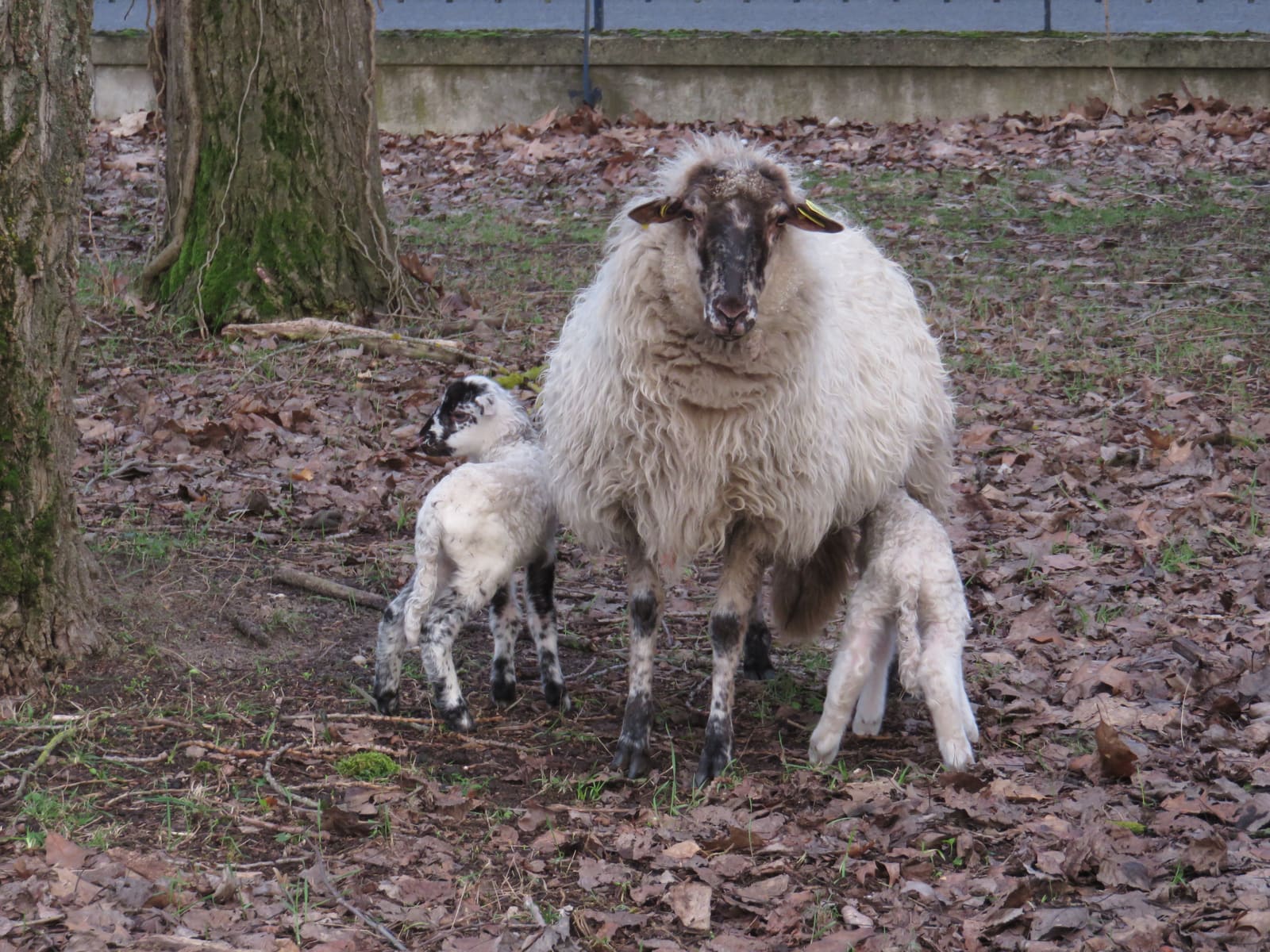 Les brebis de Bordeaux Sciences Agro sont mamans