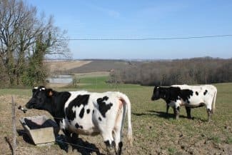Les éleveurs de vaches Bordelaises en réunion en Lot et Garonne.