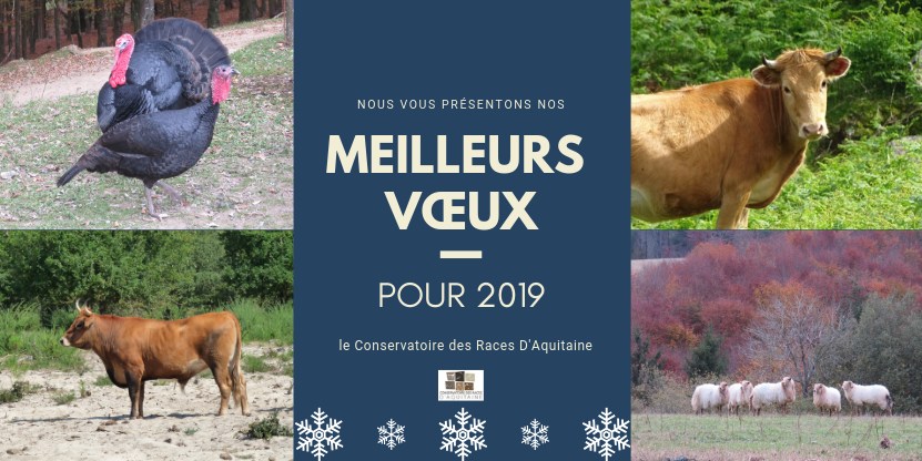 Meilleurs Vœux pour 2019