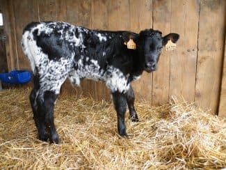 Nouvelles naissances en race Bordelaise (ferme des Jarouilles, 33)