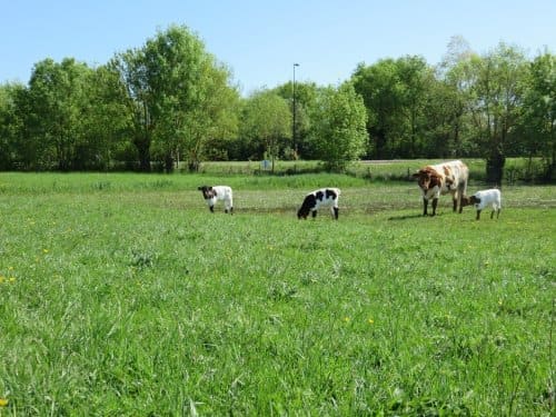 Nouvelles naissances en race Bordelaise