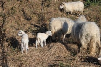 Naissances dans le troupeau de moutons landais du Conservatoire