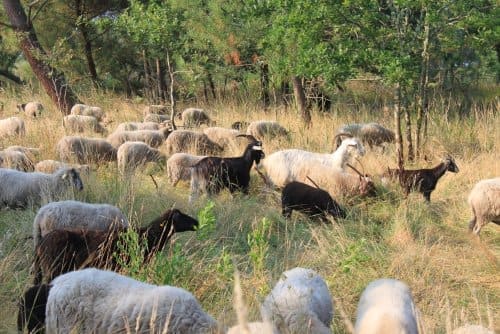Reportage sur les moutons landais et la lutte contre les plantes envahissantes