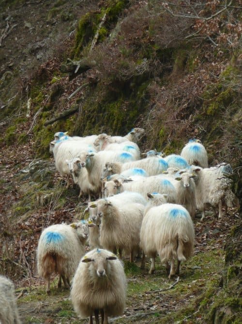 Sasi Artalde : une association pour les moutons Sasi Ardia.