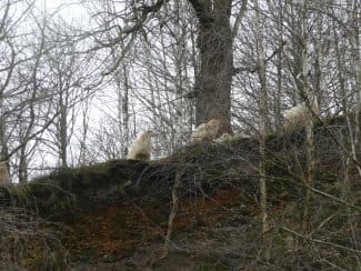 Sauvegarde du mouton Sasi Ardia