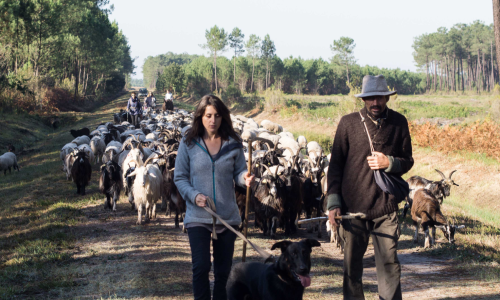 Soutenir une transhumance avec des races locales menacées !