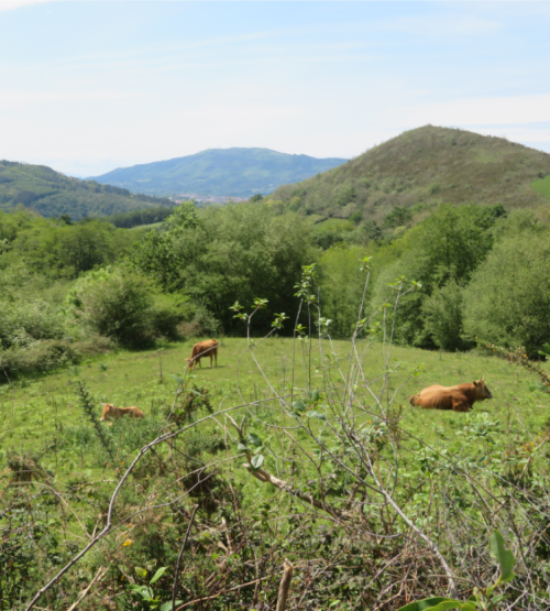 Suivi des vaches Betizu