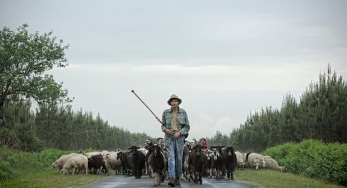 Sur les pas d'un berger itinérant