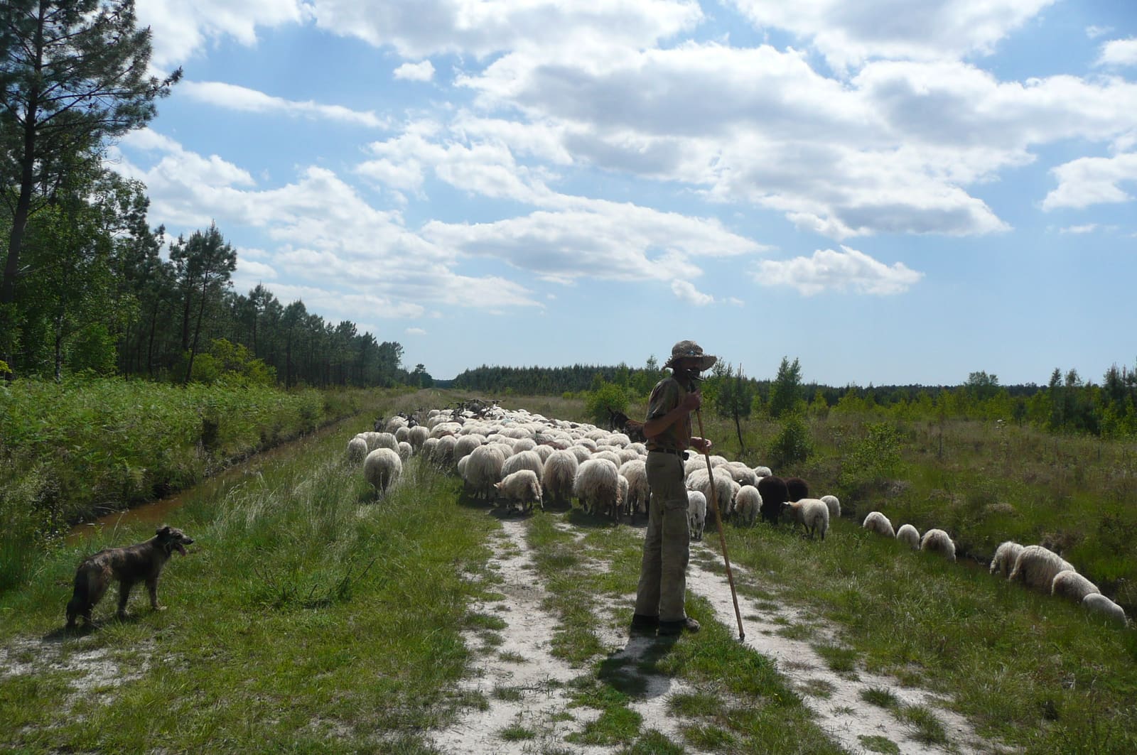 Transhumance à Andernos Les Bains
