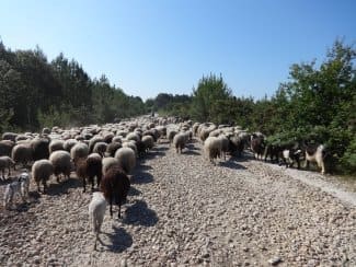 Transhumance jusqu'à Andernos-les-Bains