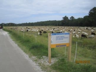 TRANSHUMANCE, retour vers le Médoc