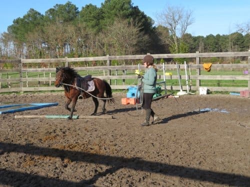 Un soutien à la valorisation de la race Poney Landais