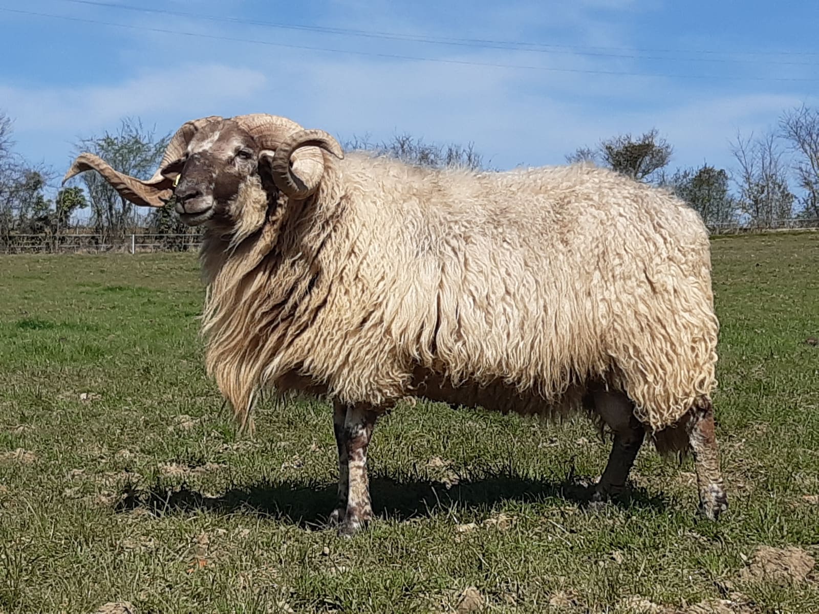 Elevage d’Aliès