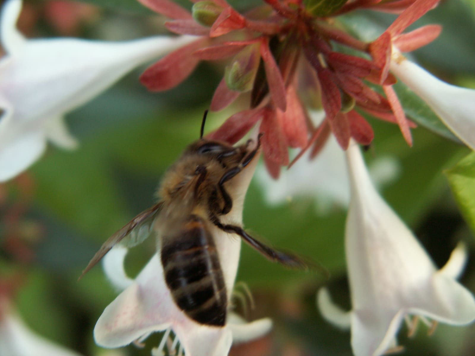 L'Abeille Noire du Pays Basque