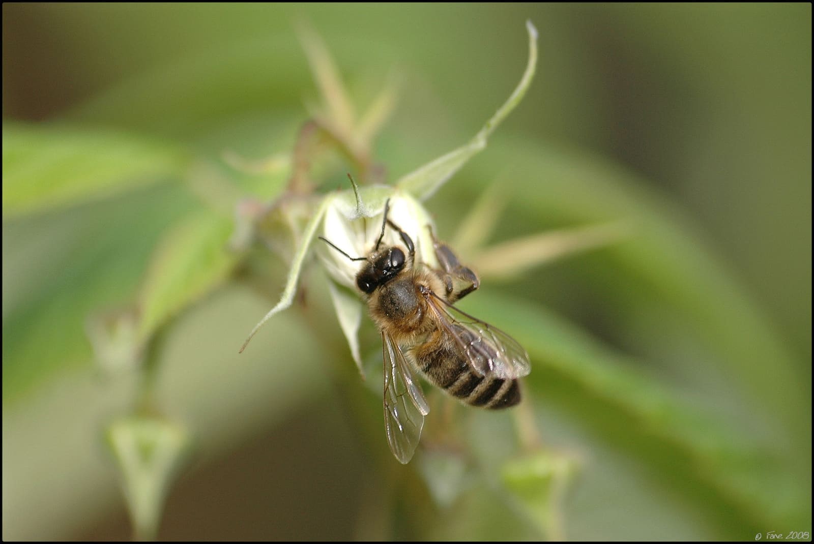 Illustration L'Abeille Noire du Pays Basque 1