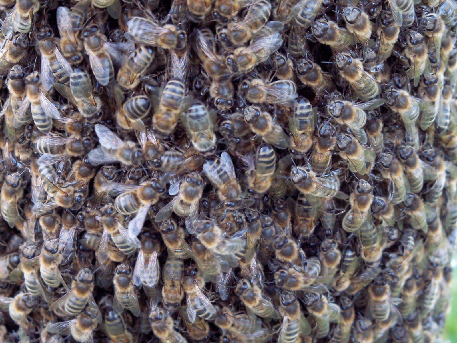 Illustration L'Abeille Noire du Pays Basque 2