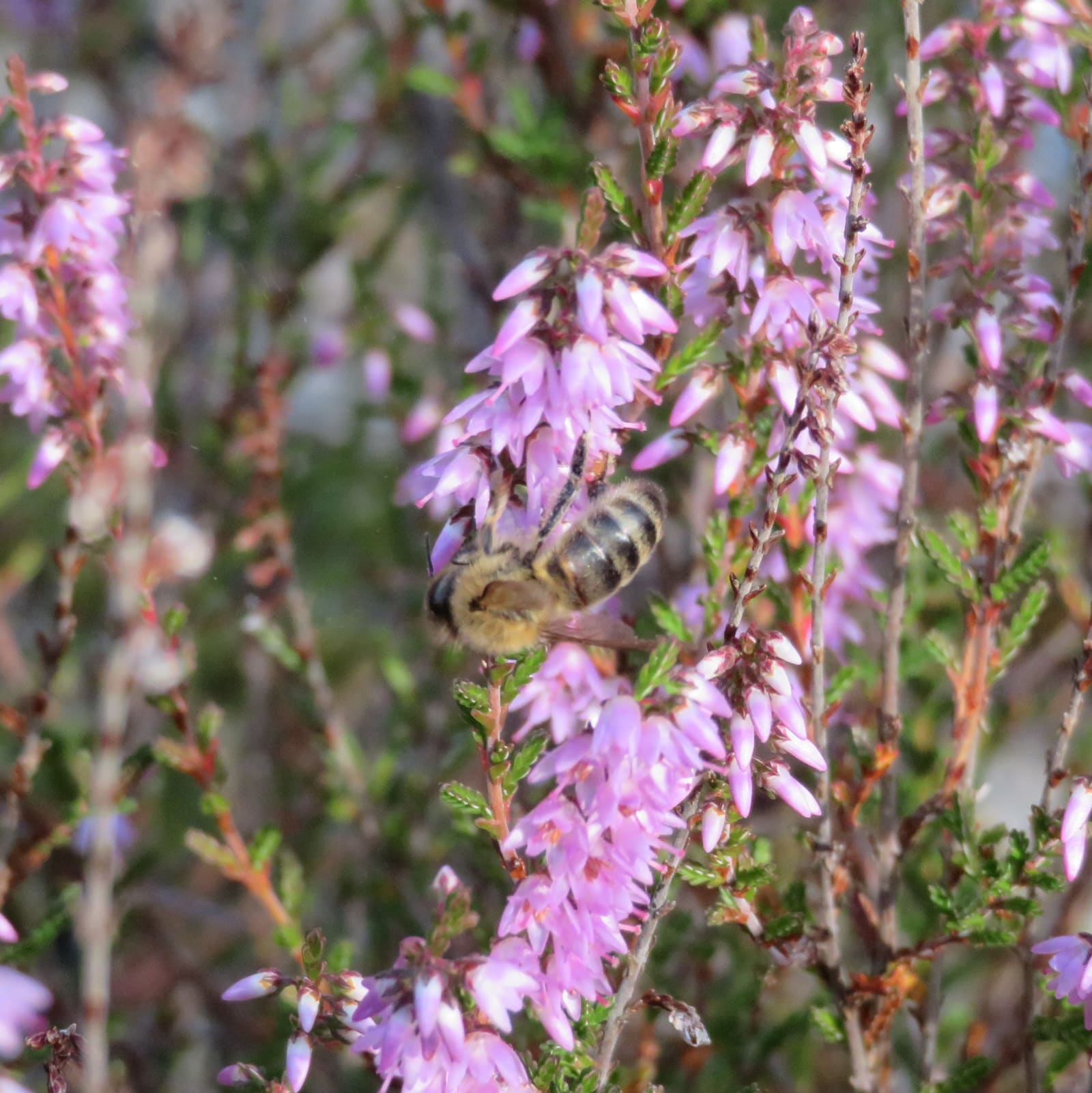 L'Abeille Noire des Landes de Gascogne