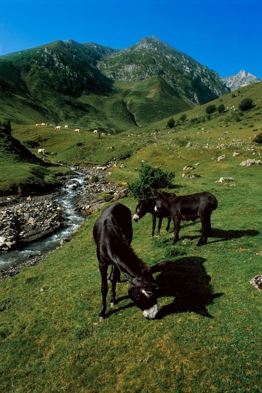 Illustration L'Âne des Pyrénées 1