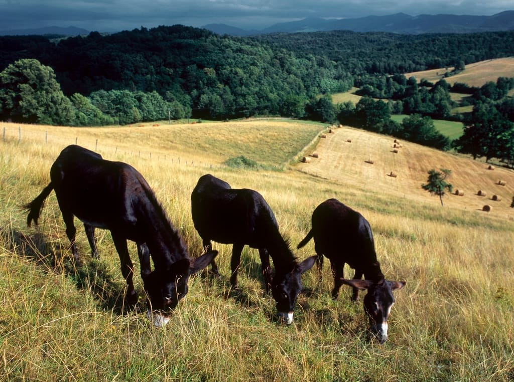 Illustration L'Âne des Pyrénées 2