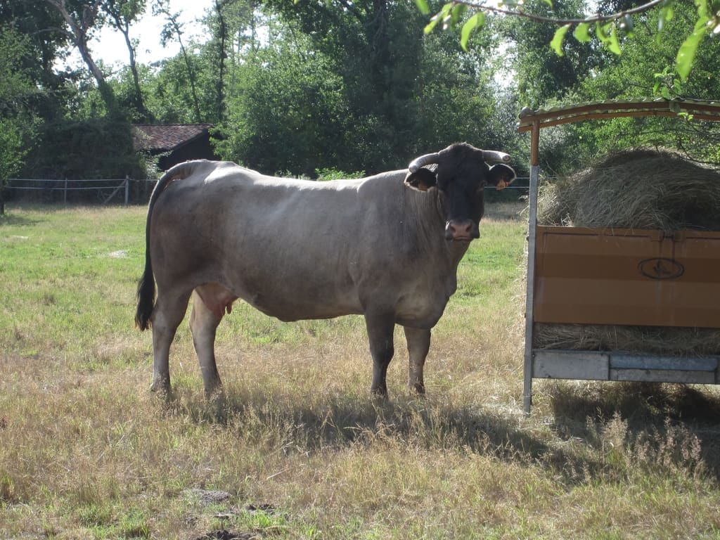 La Vache Bazadaise