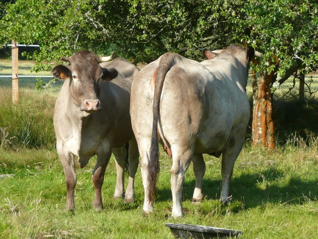 Illustration La Vache Bazadaise 1
