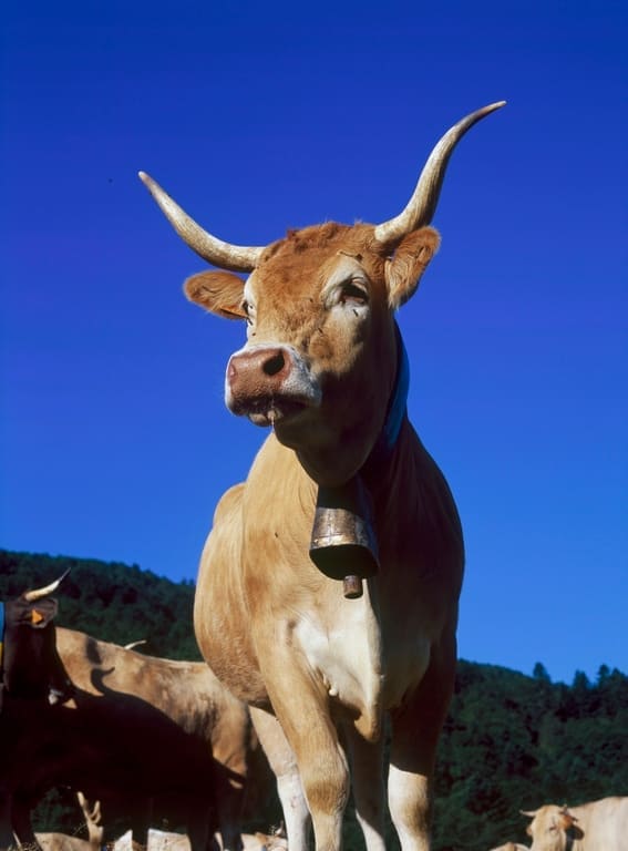 La Vache Béarnaise