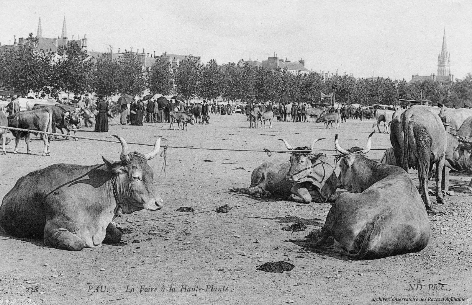 Illustration La Vache Béarnaise 1
